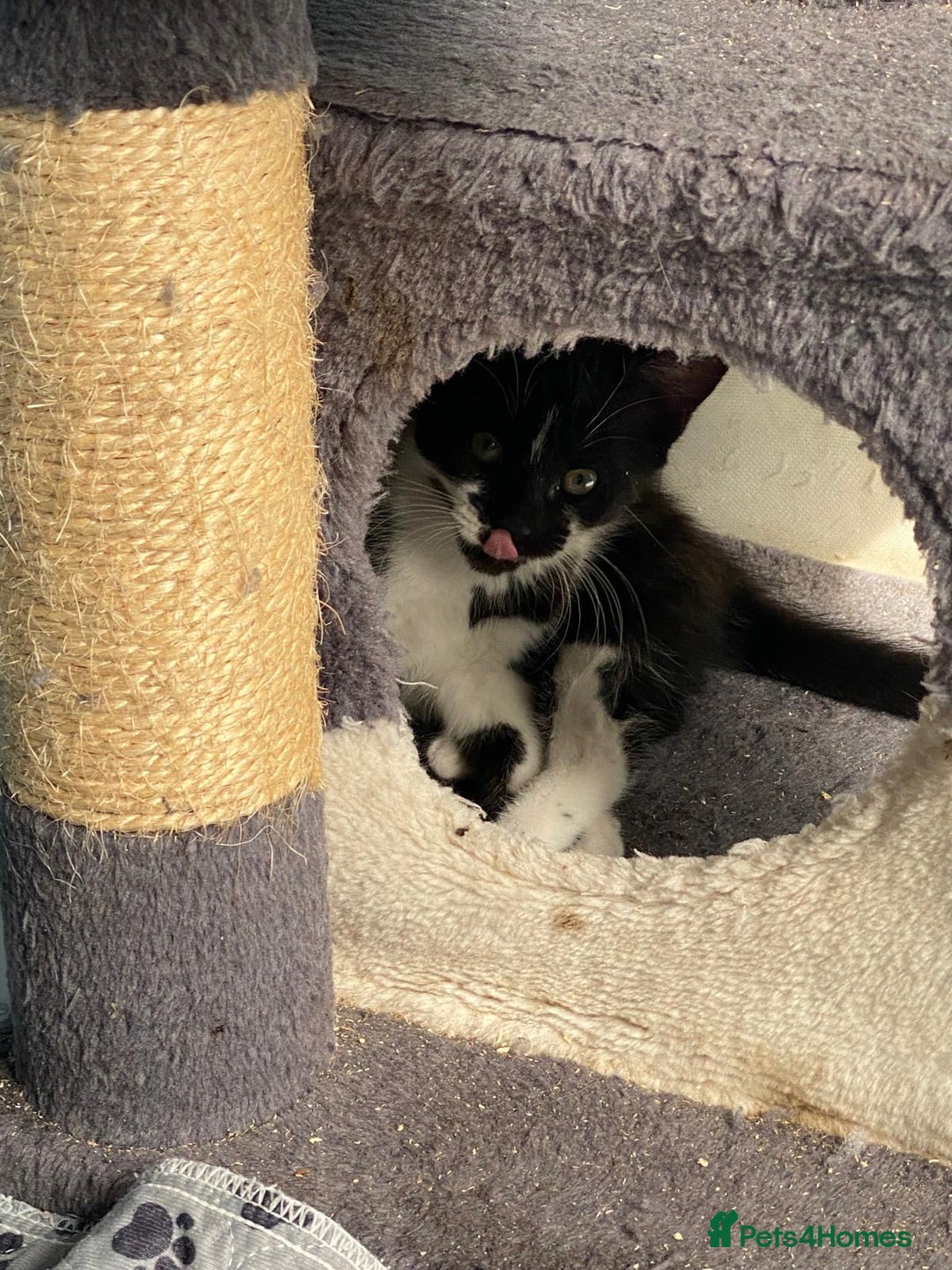 Mixed Breed cats for sale: 2 boys 1 girl left - Image 23