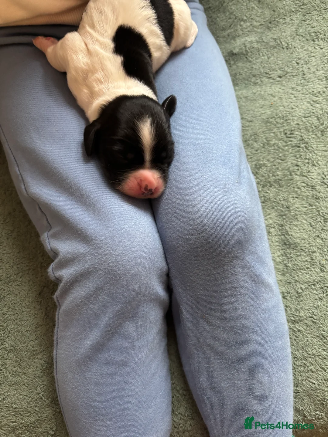 Cocker Spaniel dogs for sale: Working cocker spaniel puppies (White & Black) in Cardiff - Advert 16