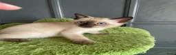 Bengal cats for sale: BEAUTIFUL❤️ OUTSTANDING FELINES KITTENS 🐈‍⬛❤️ - Advert 7