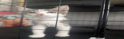 Domestic Shorthair cats for sale: Kitten - Advert 13