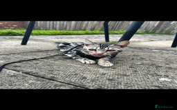 Bengal cats for sale: Female bengal needing her forever home  - Advert 2