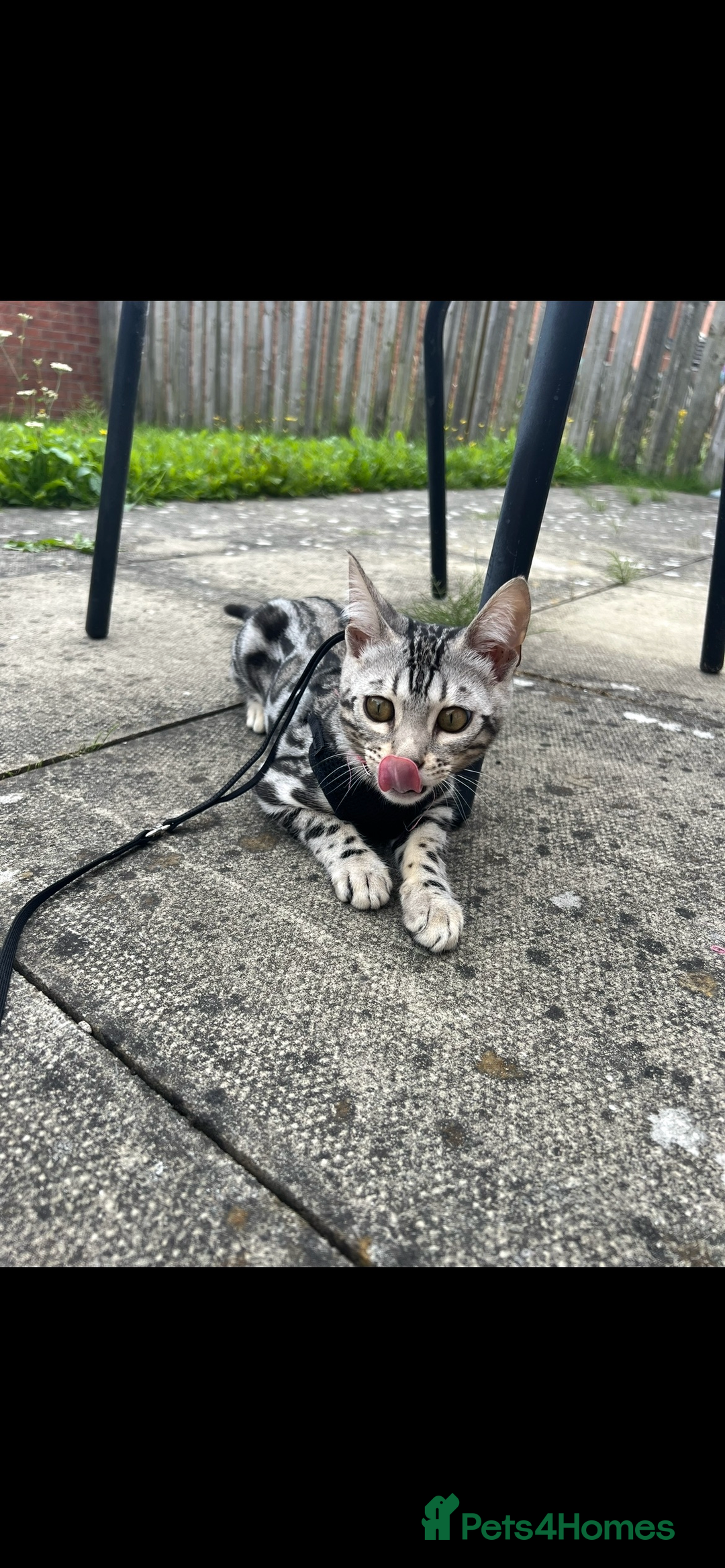 Bengal cats for sale: Female bengal needing her forever home  - Advert 2
