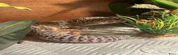 Leopard Gecko reptiles for sale: Male leopard gecko , with tank and accessories  in Canterbury - Advert 1