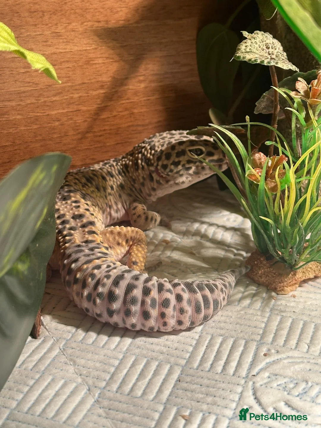 Leopard Gecko reptiles for sale: Male leopard gecko , with tank and accessories  in Canterbury - Advert 1