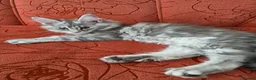 Maine Coon cats for sale: READY NOW GCCF Registered Maine Coon Kittens - Advert 13