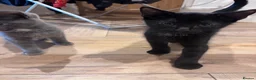 Domestic Shorthair cats for sale: Kittens ready to leave  - Advert 8