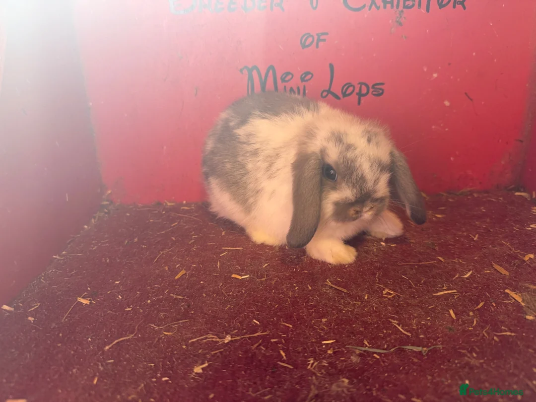 Mini Lop rabbits for sale: Mini lop baby rabbits ready now  - Advert 1