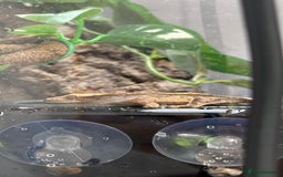 Gecko reptiles for sale: Male crested gecko - Image 3