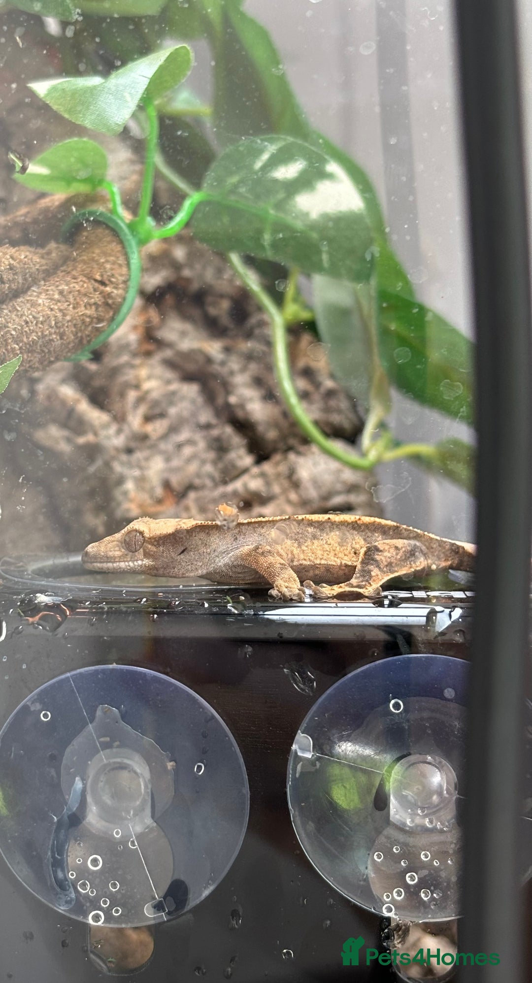 Gecko reptiles for sale: Male crested gecko - Image 3