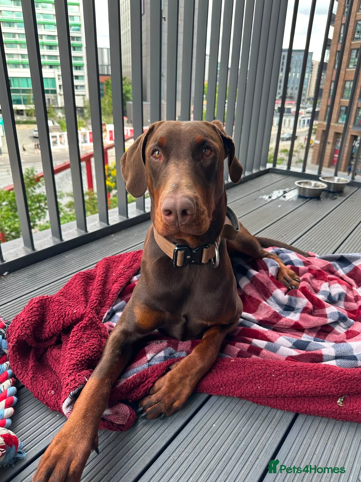 Dobermann dogs Beautiful chocolade and tan doberman boy - Advert 4