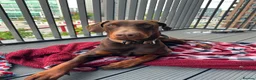 Dobermann dogs for sale: Beautiful chocolade and tan doberman boy - Advert 1