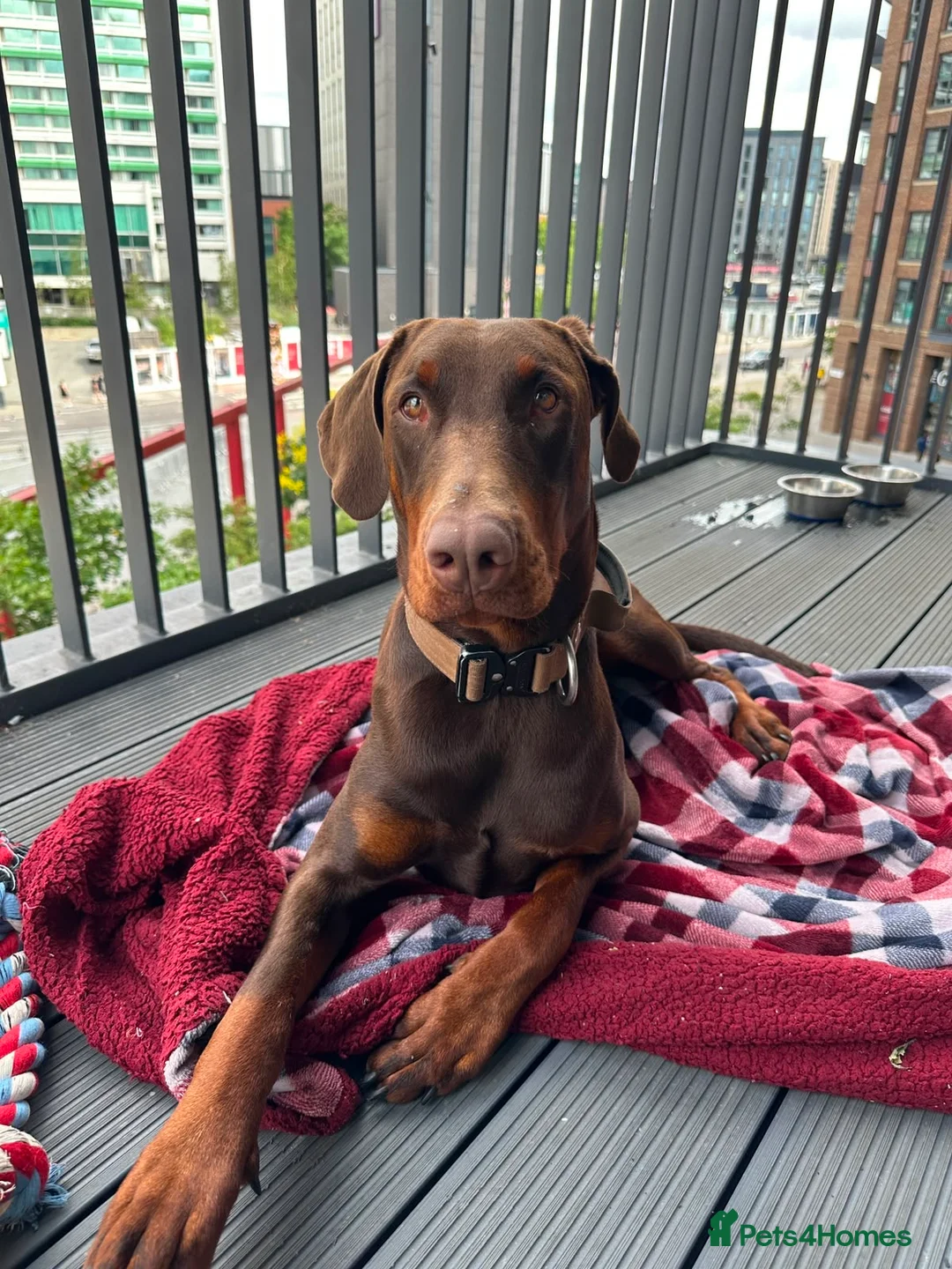 Dobermann dogs for sale: Beautiful chocolade and tan doberman boy - Advert 1