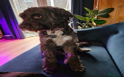 Sproodle dogs for sale: 2 sproodles for rehoming - Image 2