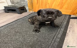 Cane Corso dogs for sale: Cane corso for sale  - Image 3
