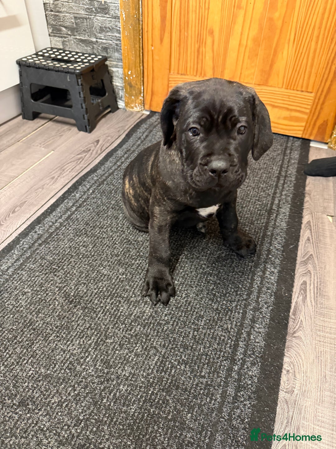 Cane Corso dogs for sale: Cane corso for sale  - Image 3