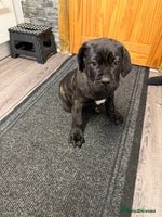 Cane Corso dogs - Advert 10