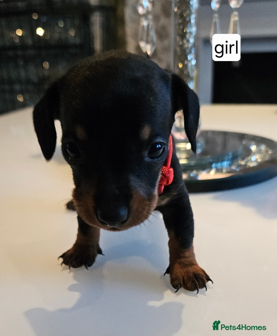 Dachshund dogs for sale: Miniature daschunds looking for their forever home in Redcar - Image 5