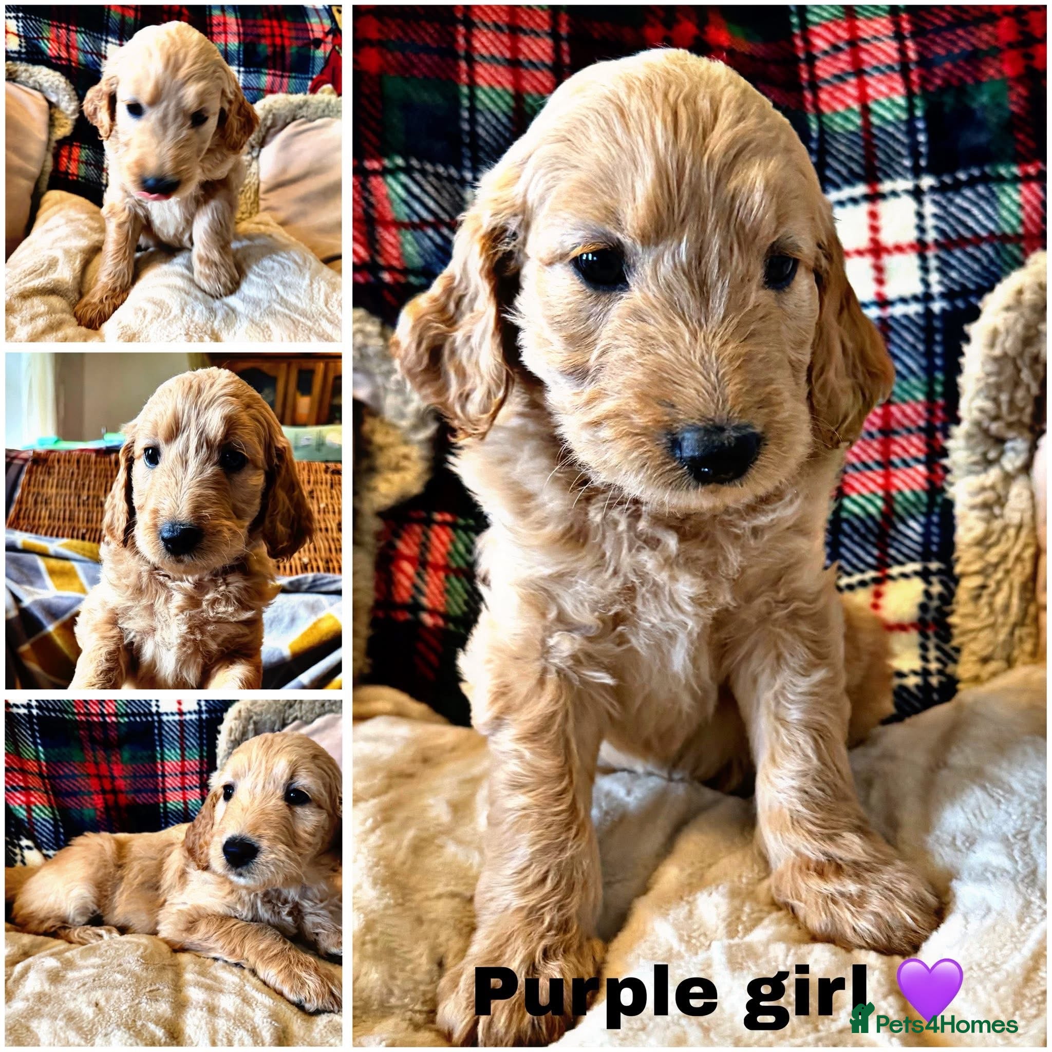 Goldendoodle dogs Goldendoodles - Advert 1