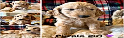 Goldendoodle dogs for sale: Goldendoodles - Advert 2