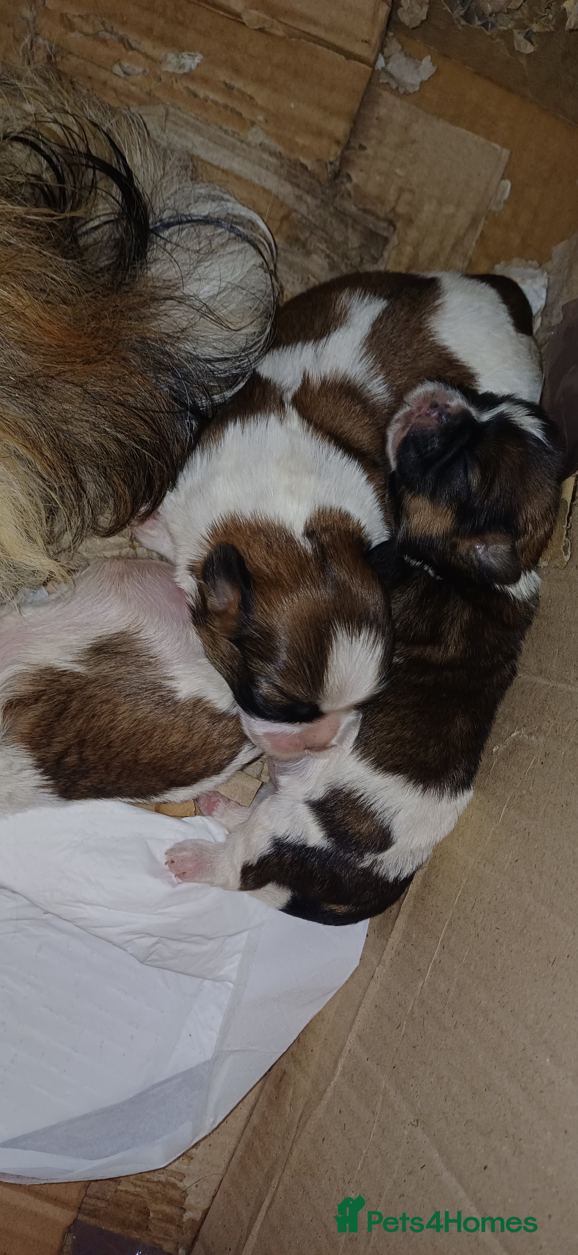 Shih Tzu dogs 3 lovely girl shih tzu puppies  - Advert 13