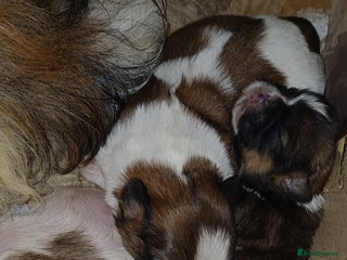 Shih Tzu dogs 3 lovely girl shih tzu puppies - Advert 2