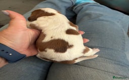 Cocker Spaniel dogs for sale: Show cocker spaniels - both parents family pets  - Image 19