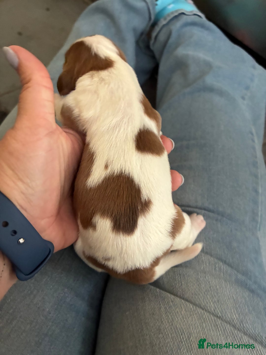 Cocker Spaniel dogs for sale: Show cocker spaniels - both parents family pets  - Image 19