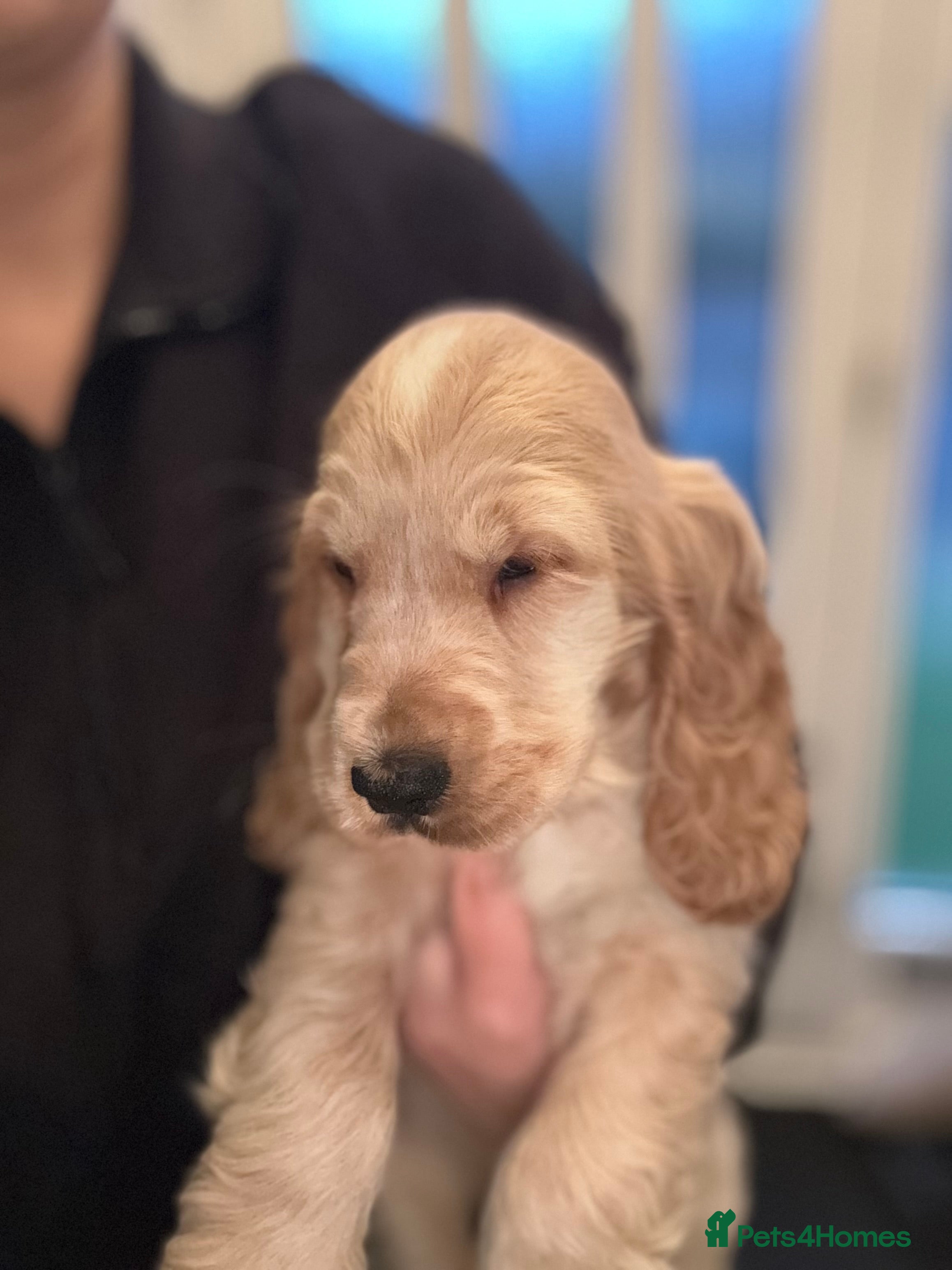 Cocker Spaniel dogs Last stunning KC show cocker - Advert 16