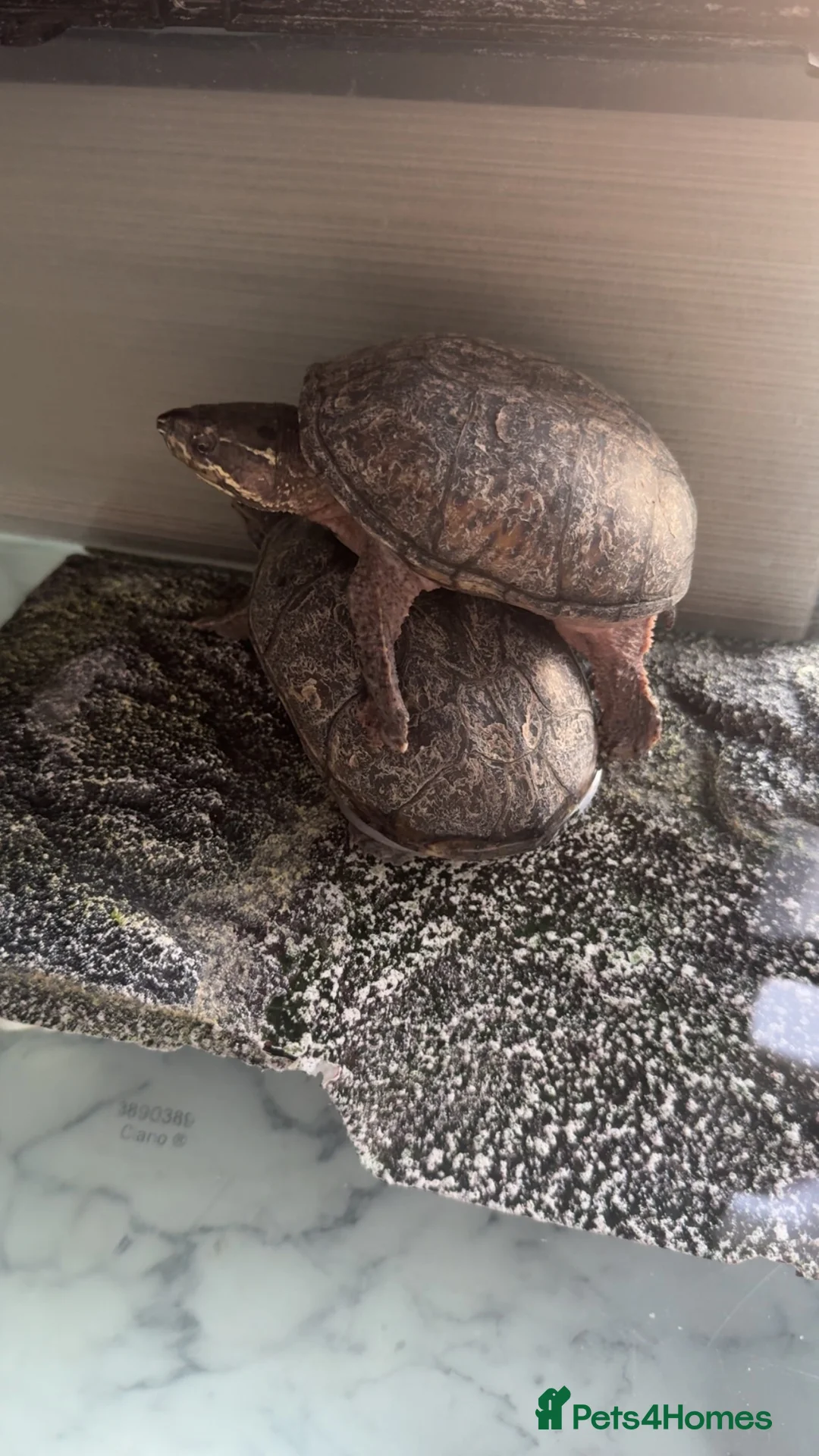 Turtle reptiles for sale: Two musk turtles - Advert 11