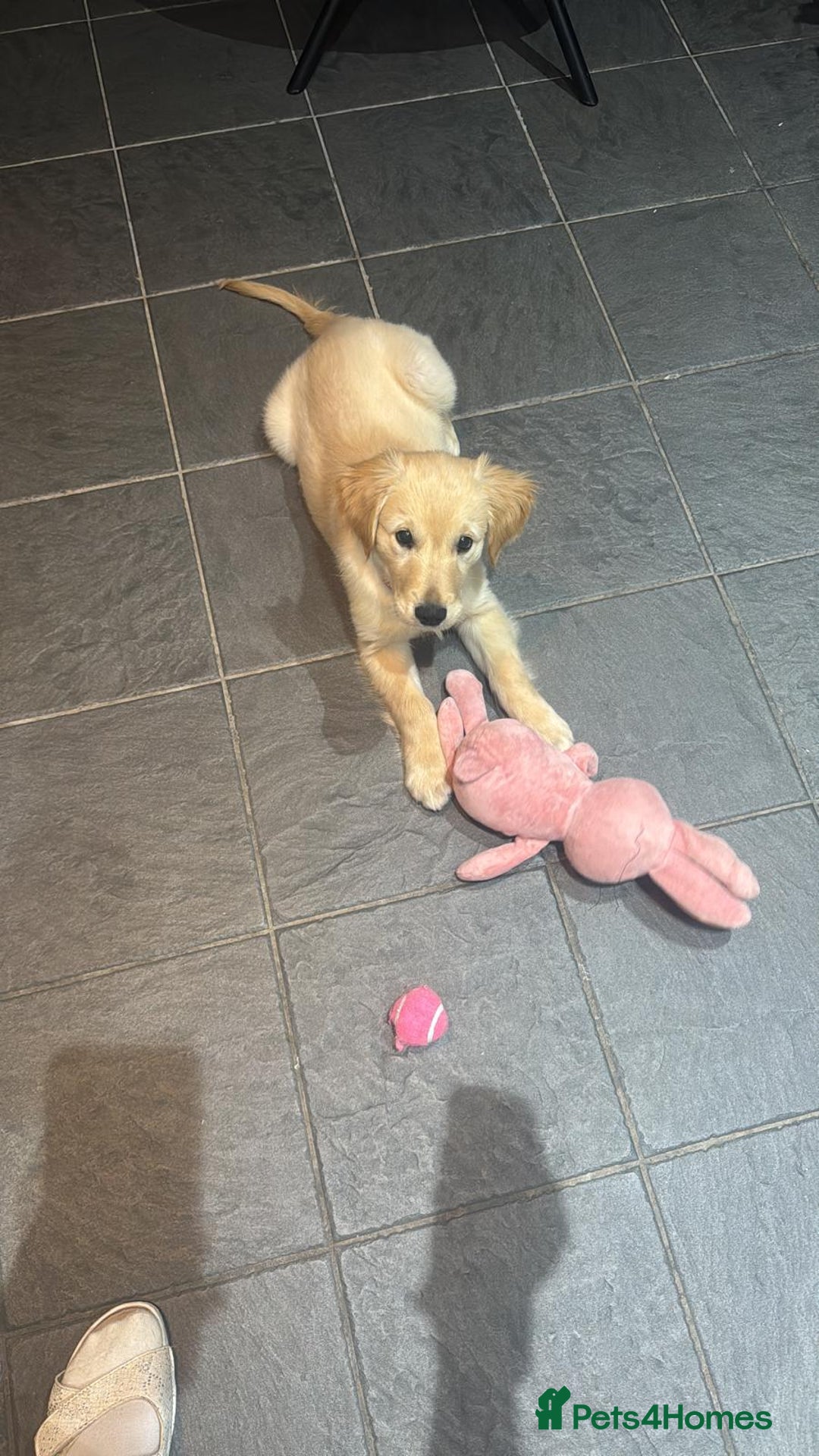 Golden Retriever dogs for sale: Beautiful Male Golden Retriever Puppy for Sale - Advert 3
