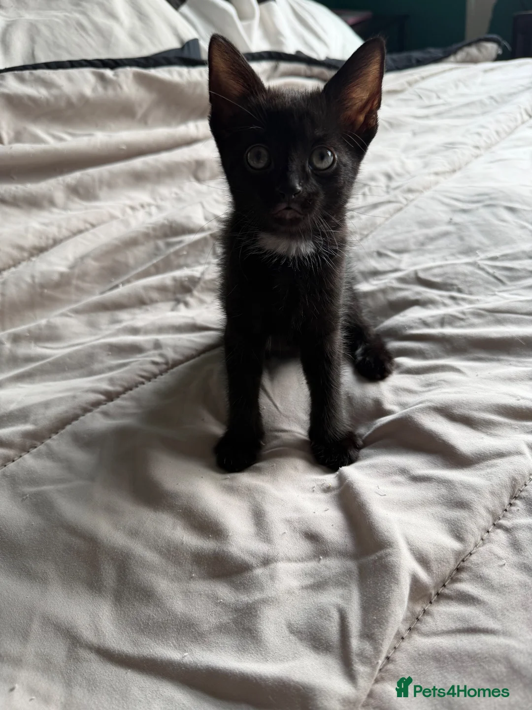 Mixed Breed cats for sale: Black and white male kittens  - Advert 2