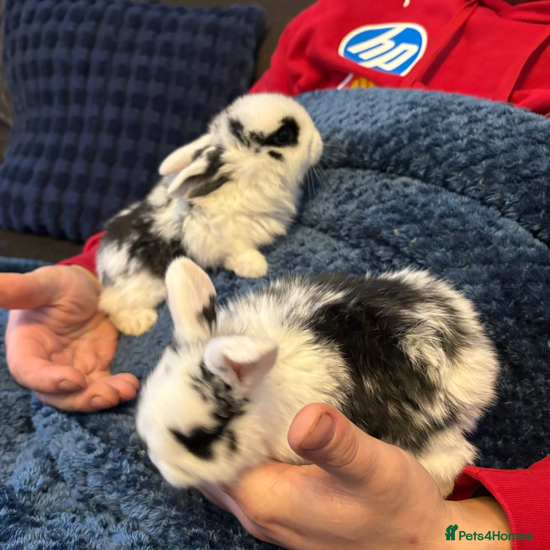 Mini Lop rabbits for sale: Beautiful pure bred mini lop bunnies - Advert 11