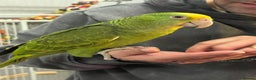 Parrots birds for sale: Double Yellow Head Amazon hand reared female  - Advert 1