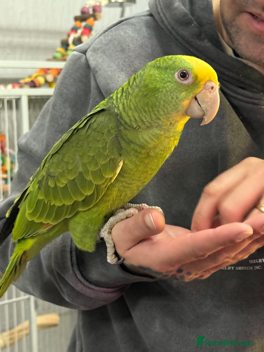 Parrots birds for sale: Double Yellow Head Amazon hand reared female  - Advert 1
