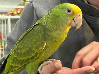 Parrots birds Double Yellow Head Amazon hand reared female - Advert 1