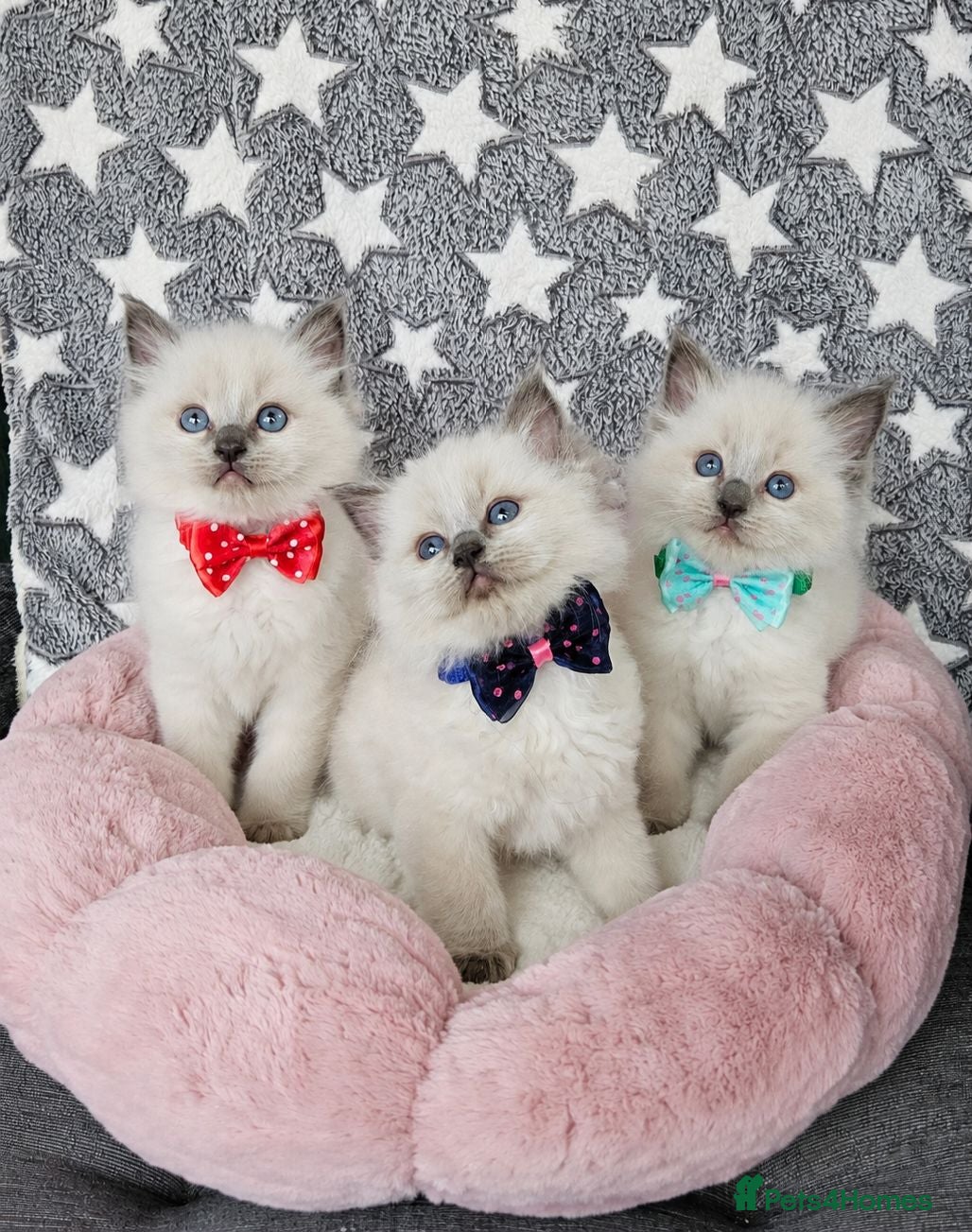 Ragdoll cats Raggymascot Ragdolls - Advert 2