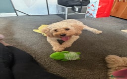 Labradoodle dogs for sale: Miniature labradoodle  - Image 27