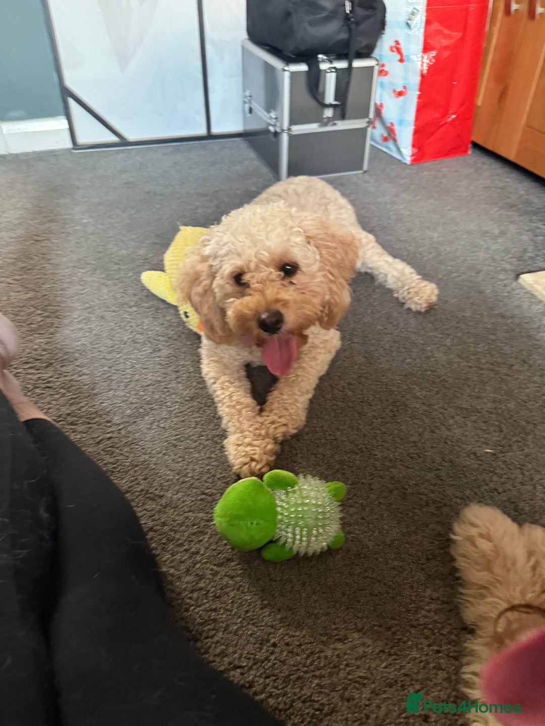 Labradoodle dogs for sale: Miniature labradoodle  - Image 27