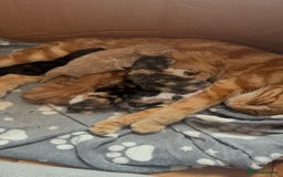 Mixed Breed cats for sale: 6 mixed breed kittens  - Image 5