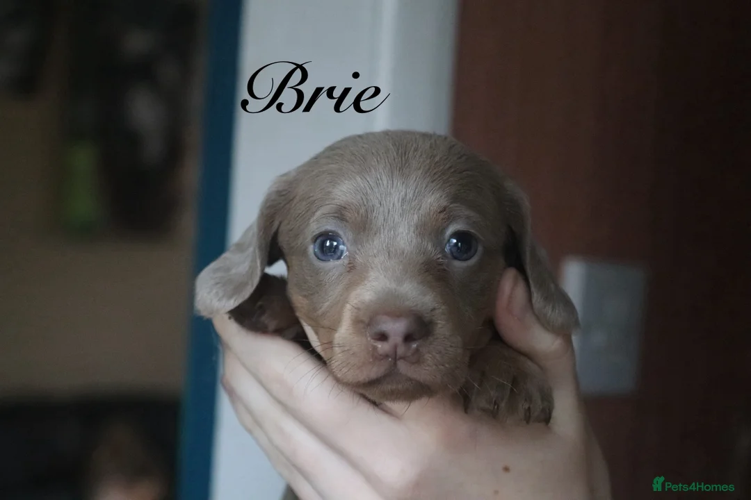 Miniature Dachshund dogs for sale: Miniature Dachshund pups❤️ - Advert 6