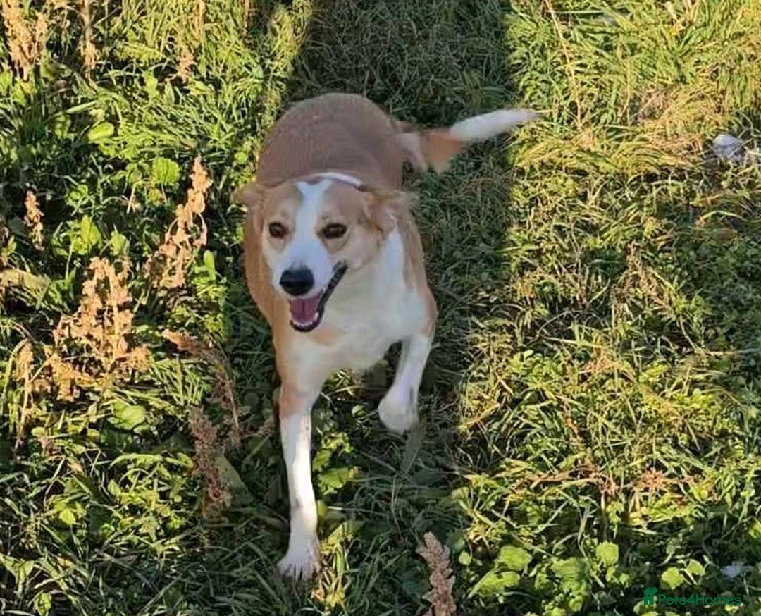 Mixed Breed dogs for adoption: Zlata - Image 4