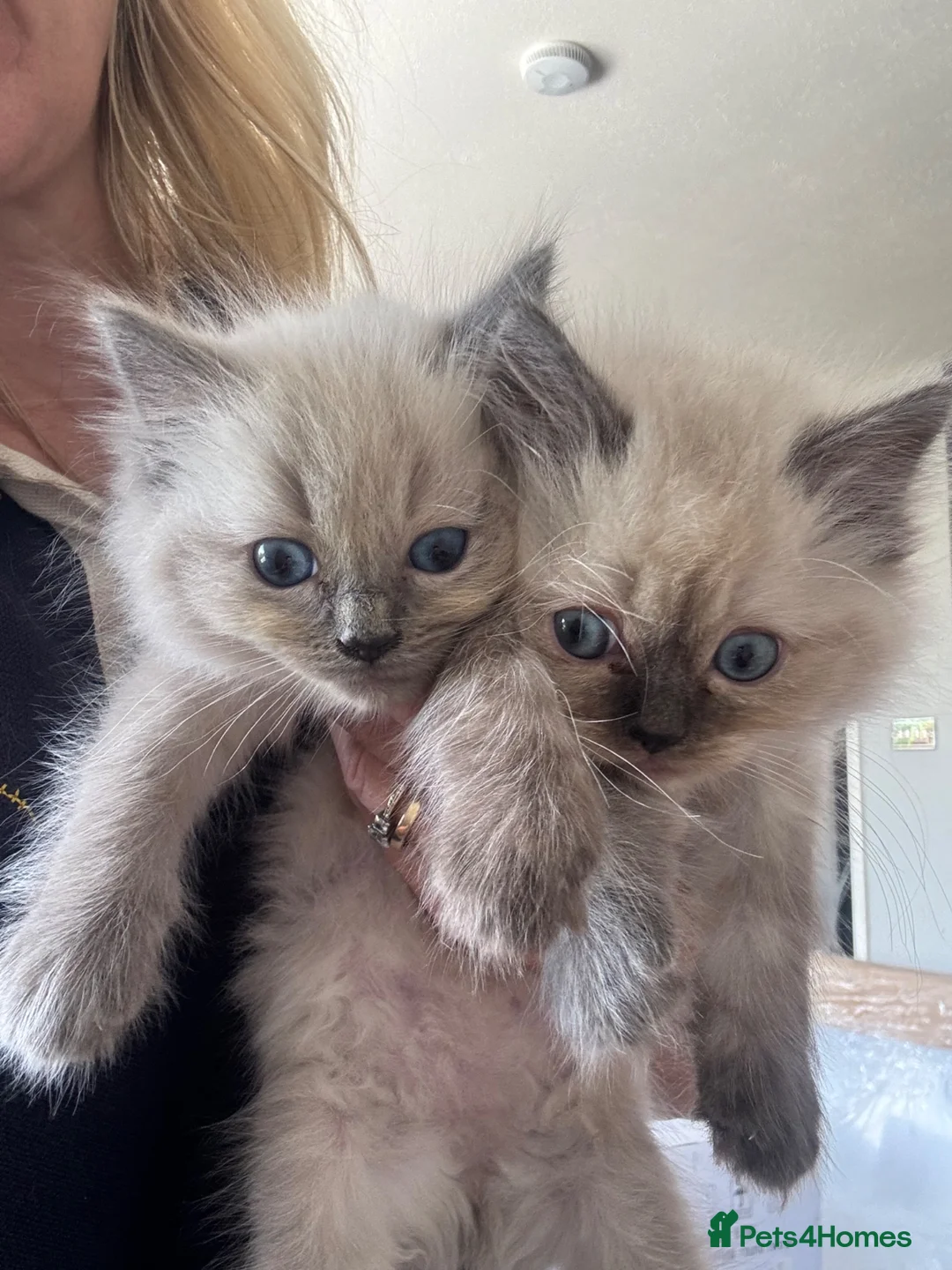 Ragdoll cats for sale: 🌸 Gorgeous Ragdoll Kittens 🌸 - Advert 2