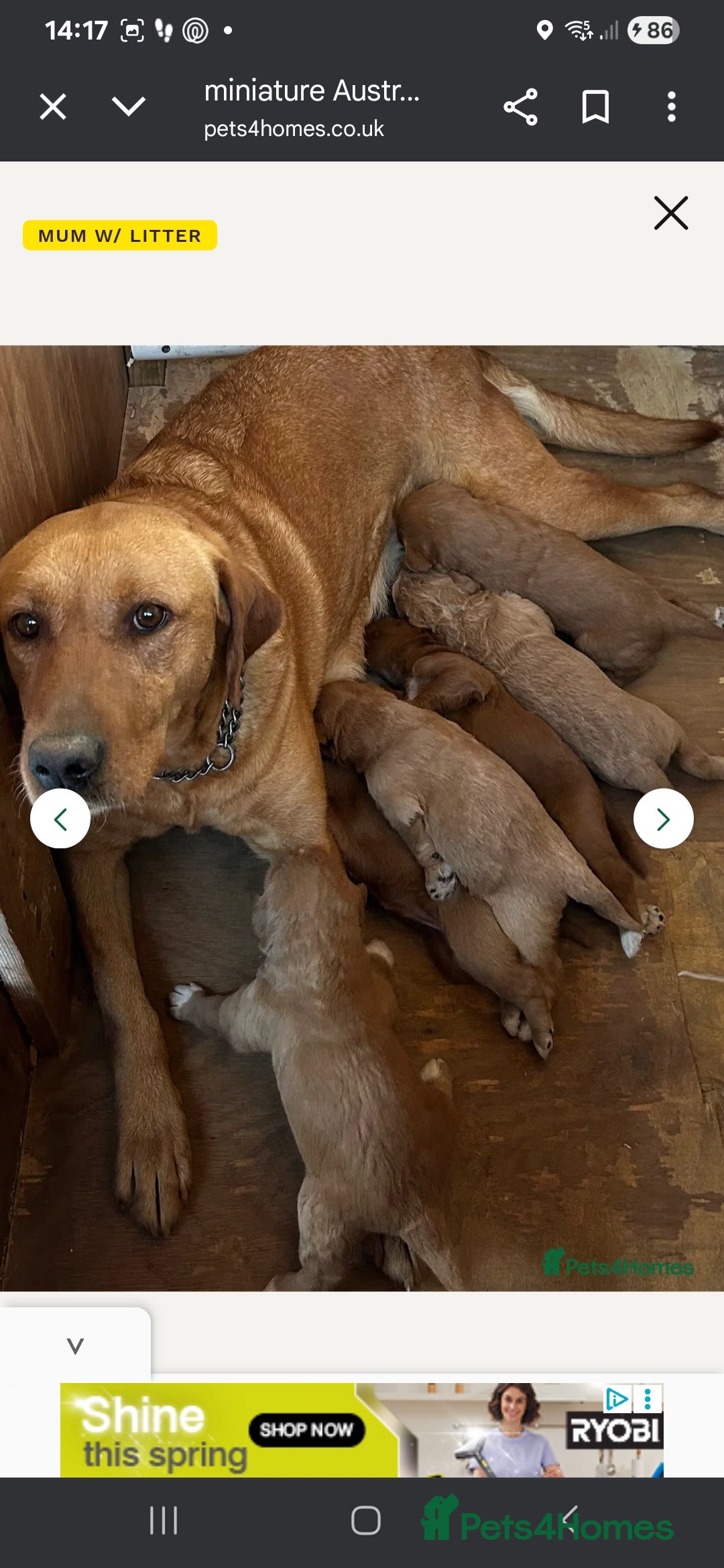 Australian Labradoodle dogs for sale: Male mini austrailian labradoodle red  - Image 5