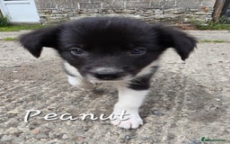 Border Collie dogs for sale:  Any farmers looking for working dogs? - Image 19