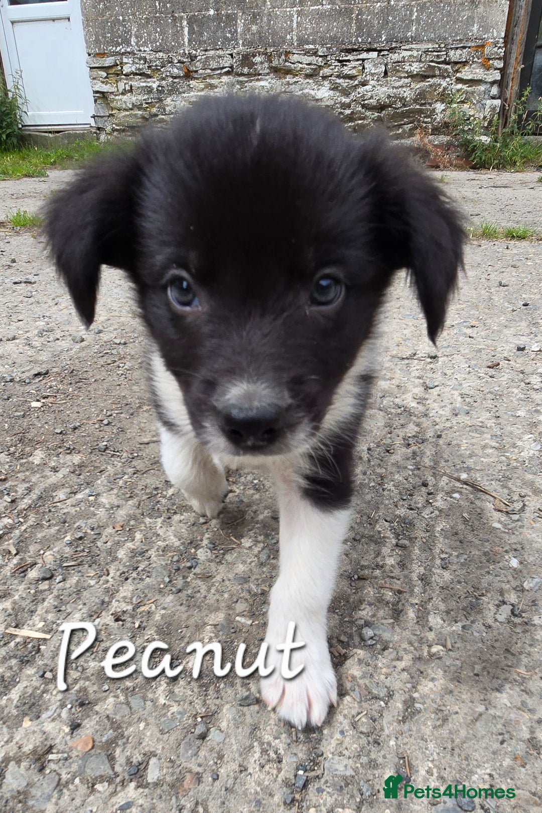 Border Collie dogs for sale:  Any farmers looking for working dogs? - Image 19
