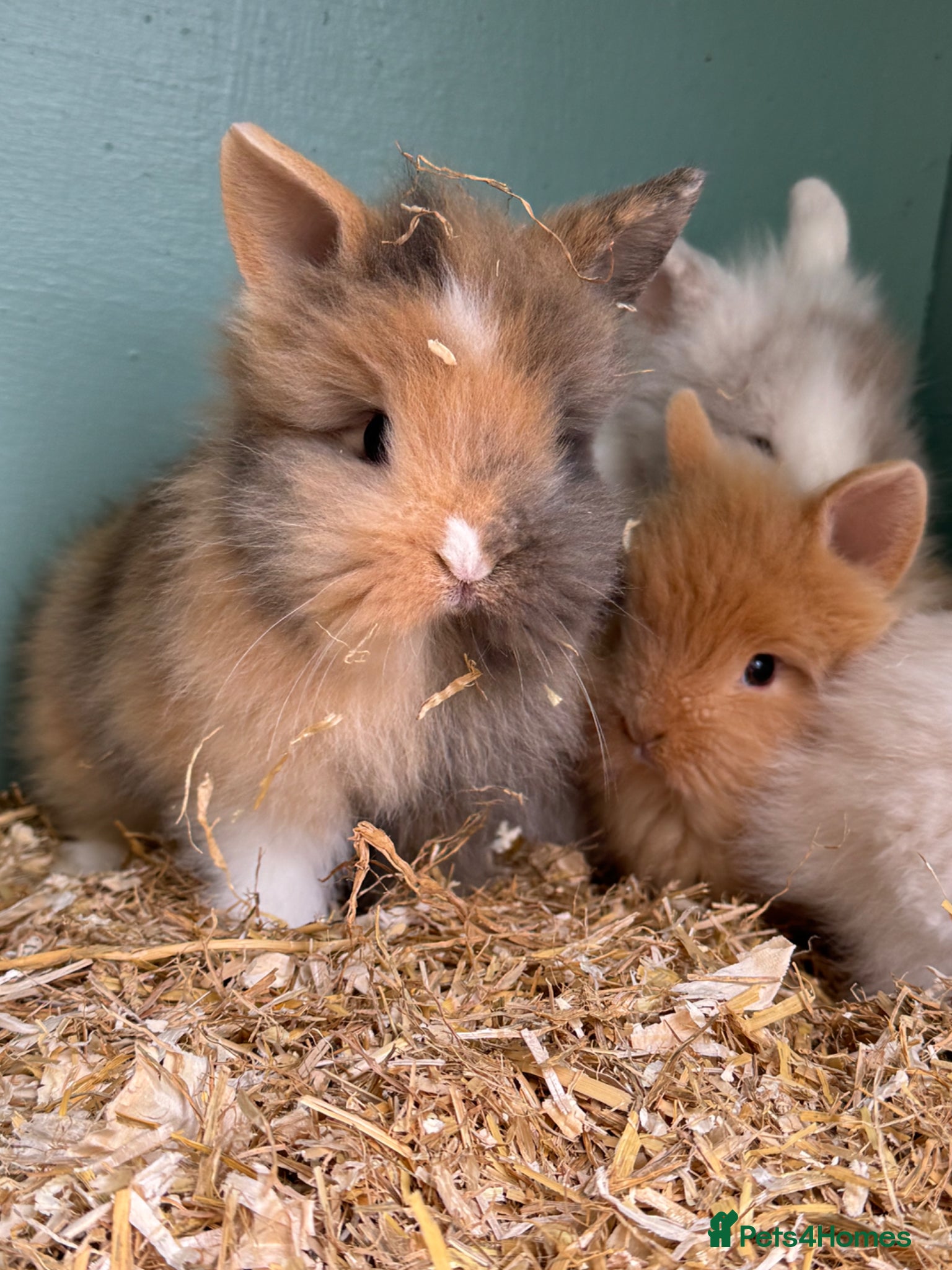 Lionhead rabbits Baby double maned lions ready for new homes - Advert 13
