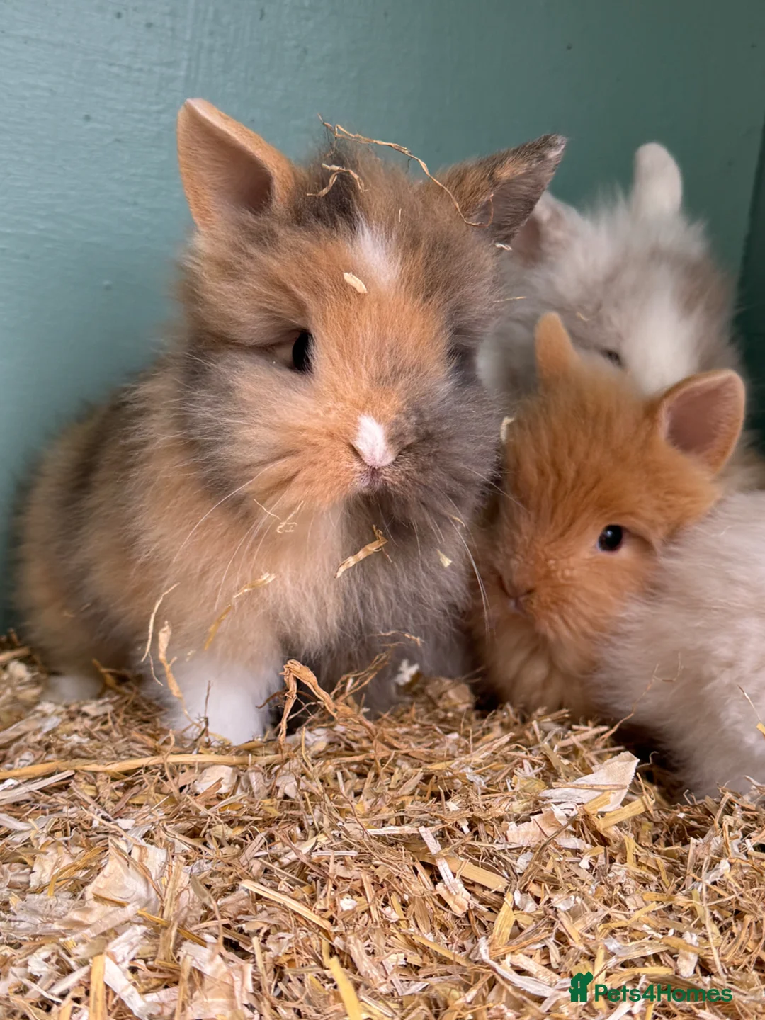 Lionhead rabbits for sale: Baby double maned lions ready for new homes - Advert 1