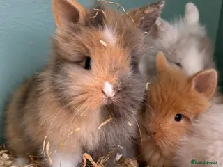 Lionhead rabbits Baby double maned lions ready for new homes - Advert 13