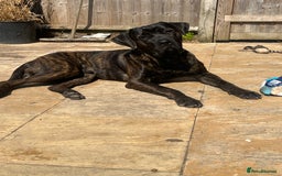 Mixed Breed dogs for sale: Dog for rehoming  - Image 1