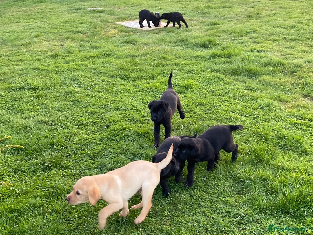 Labrador Retriever dogs for sale: Labrador puppy - Advert 2